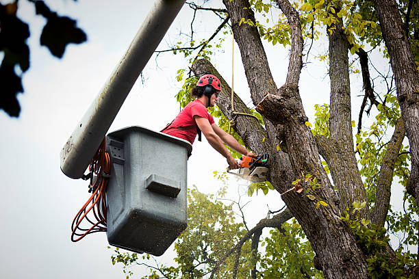 Trusted Cloverdale, CA Tree Service Experts